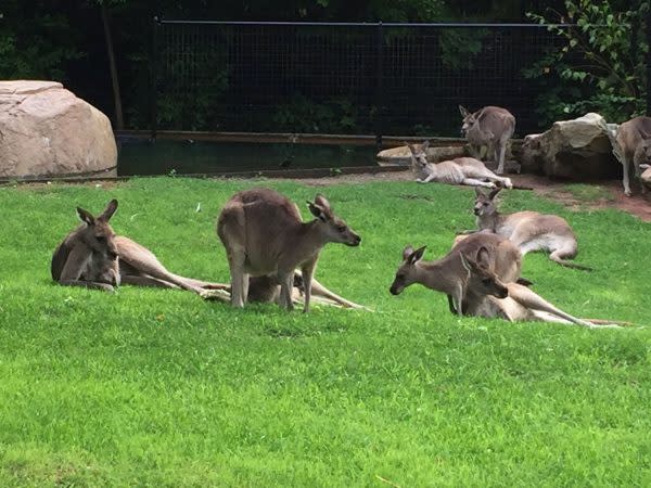 kangaroo-fort-wayne-childrens-zoo-indiana 