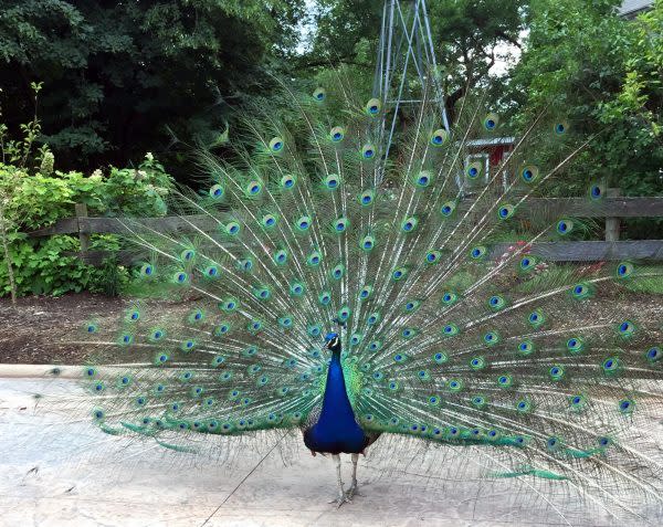 peacock-fort-wayne-childrens-zoo