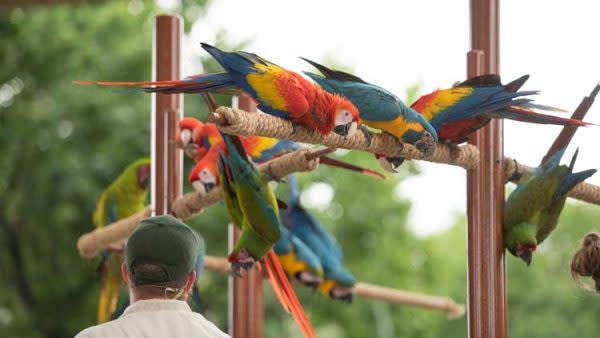 macaws32