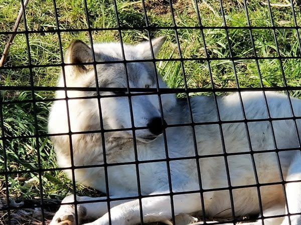 Howl with Wolves at This Southern Indiana Wildlife Sanctuary