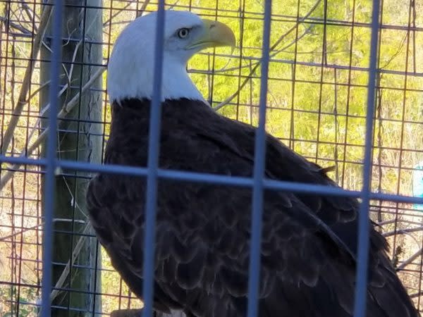 eagle at red wolf