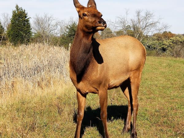 elk at red wolf sanctuary