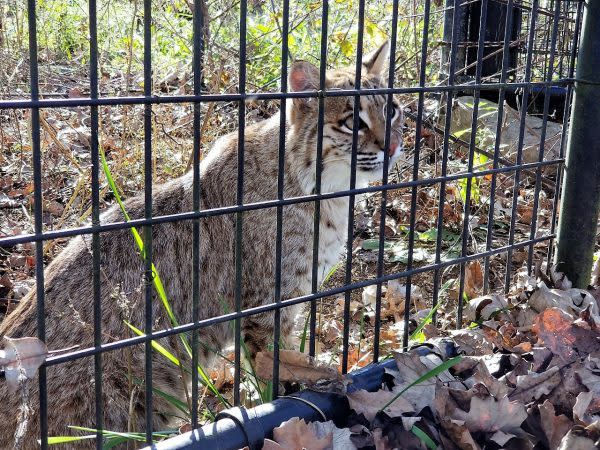bobcat at red wolf
