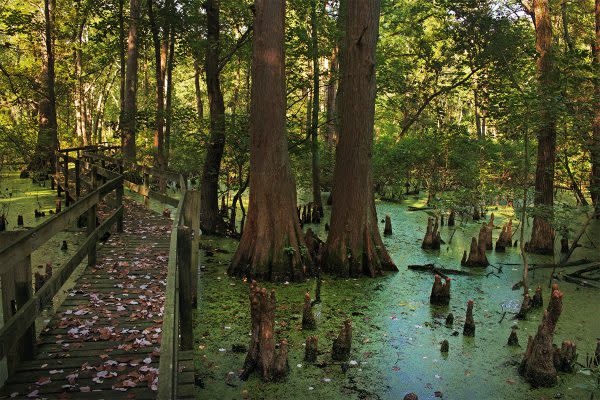 Twin Swamps Nature Preserve, Outdoor Adventure in Indiana