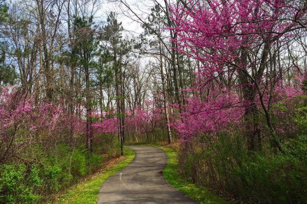 A beautiful spring view of a bike path in Pokagon State Park