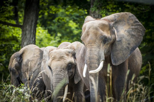 The Elephant Encounter at Wilstem