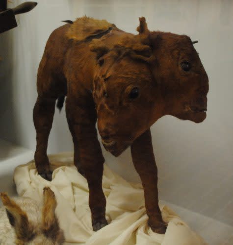 Two-Headed Calf, Stranger Things Scavenger Hunt