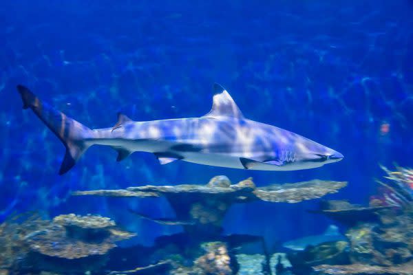 Black Tip Reef Shark, Fort Wayne Children's Zoo