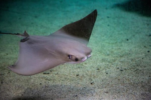 Sting Ray, Fort Wayne Children's Zoo