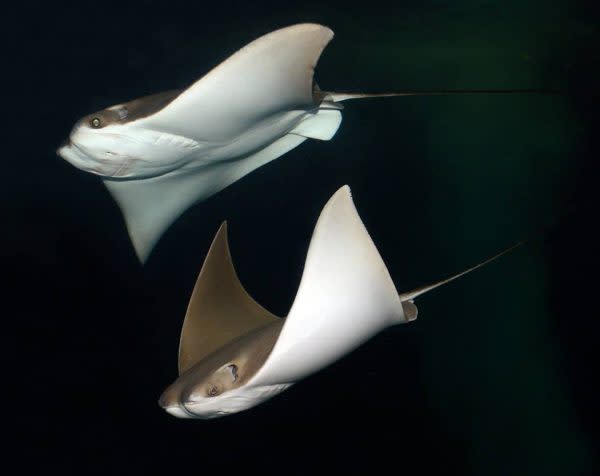 Cownose Rays, Indianapolis Zoo