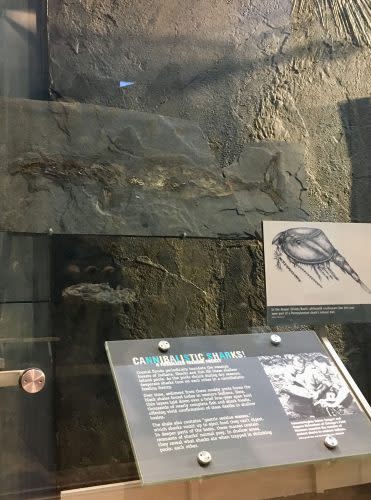 Prehistoric Shark Fossils at Indiana State Museum