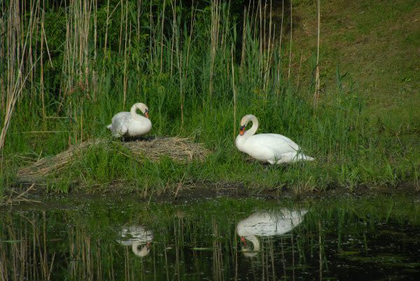 swans, Serenity Springs
