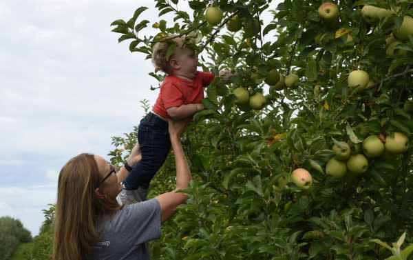 apple picking, apple orchard, Beasley's Orchard