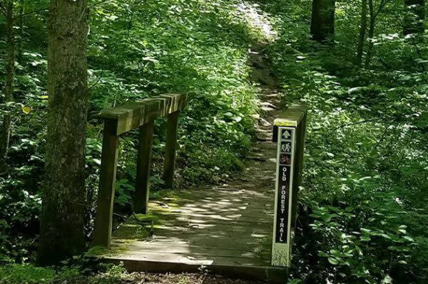 Best Indiana Hiking Trails, Old Forest Trail at Versailles State Park