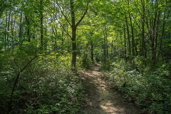 Best Indiana Hiking Trails, Trail 9 at Chain O'Lakes State Park
