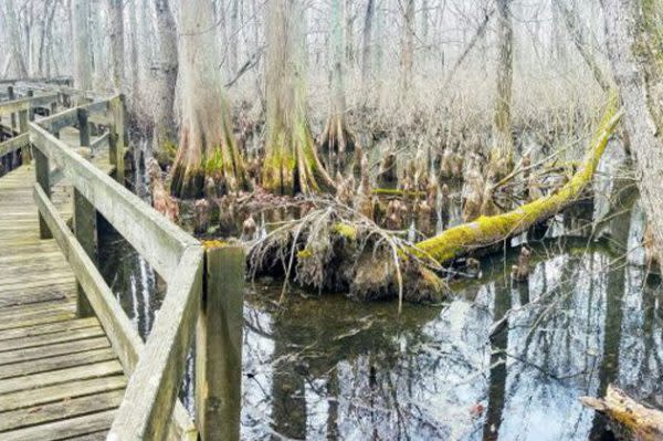 Best Indiana Hiking Trails, Twin Swamps Nature Preserve Trail