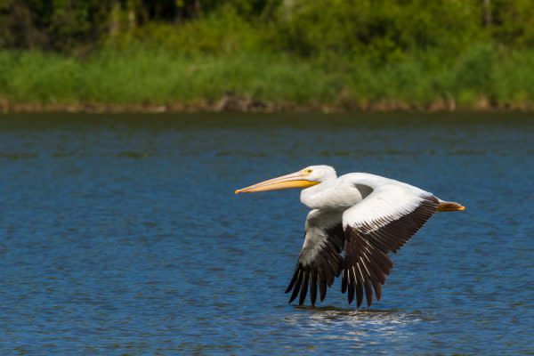 Eagle Creek Park Reservoir, Indiana birding