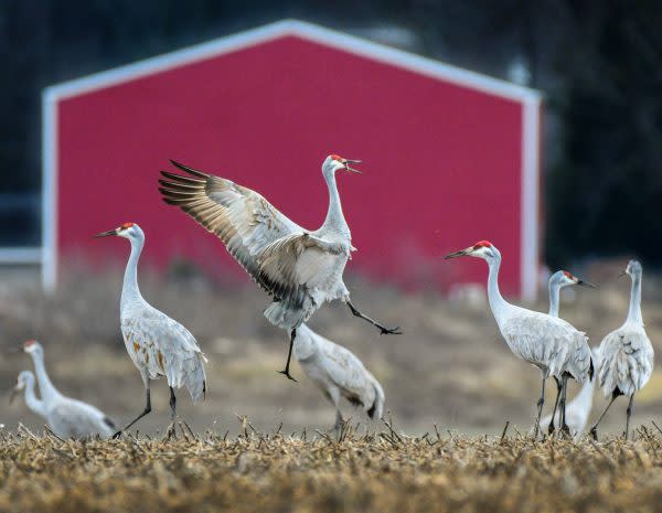 Sandhill Cranes at Goose Pond Fish and Wildlife Area, Indiana Birding