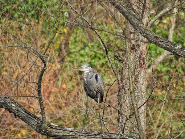 Muscatatuck National Wildlife Refuge Birding, Indiana Birding