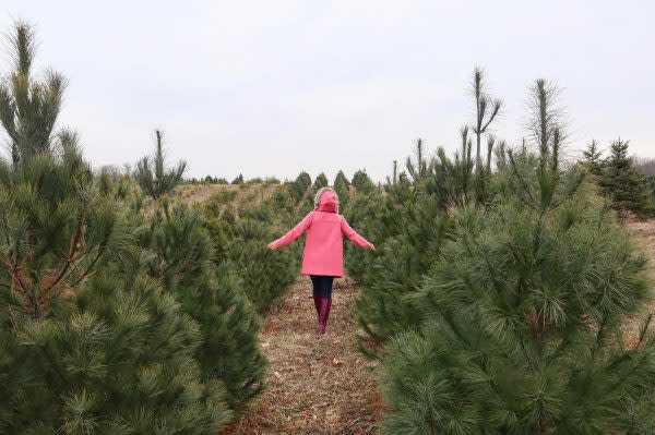Dudeck's Pine Country, Tree Farms in Indiana
