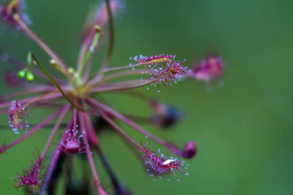 Sundew plant closeup- Indiana dunes