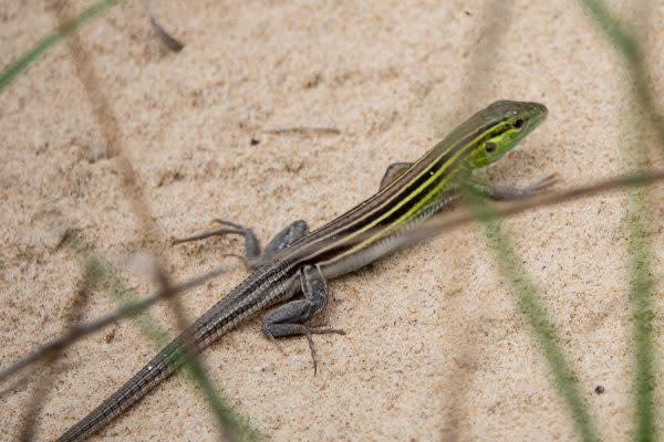 lizard on the sand- Indiana dunes