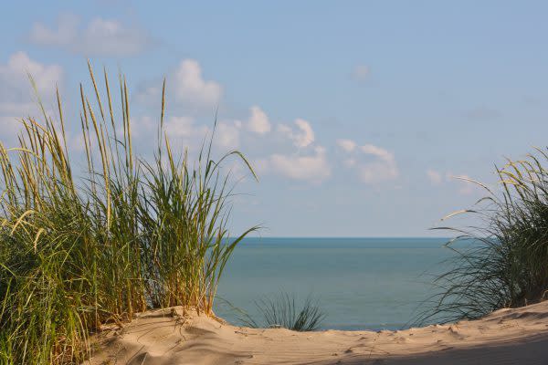 Marram Grass on the Indiana Dunes sand near the water- Indiana dunes