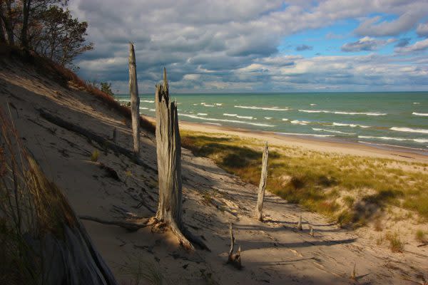 Bare Trees in the Indiana Dunes near the water