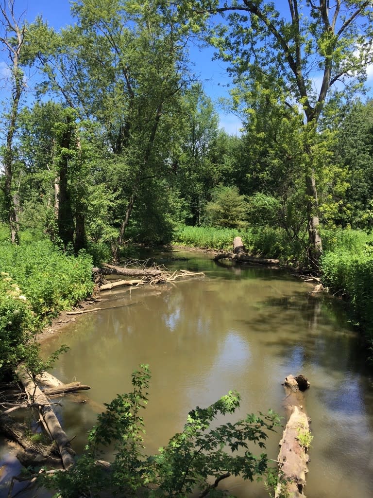The east branch of the Little Calumet River