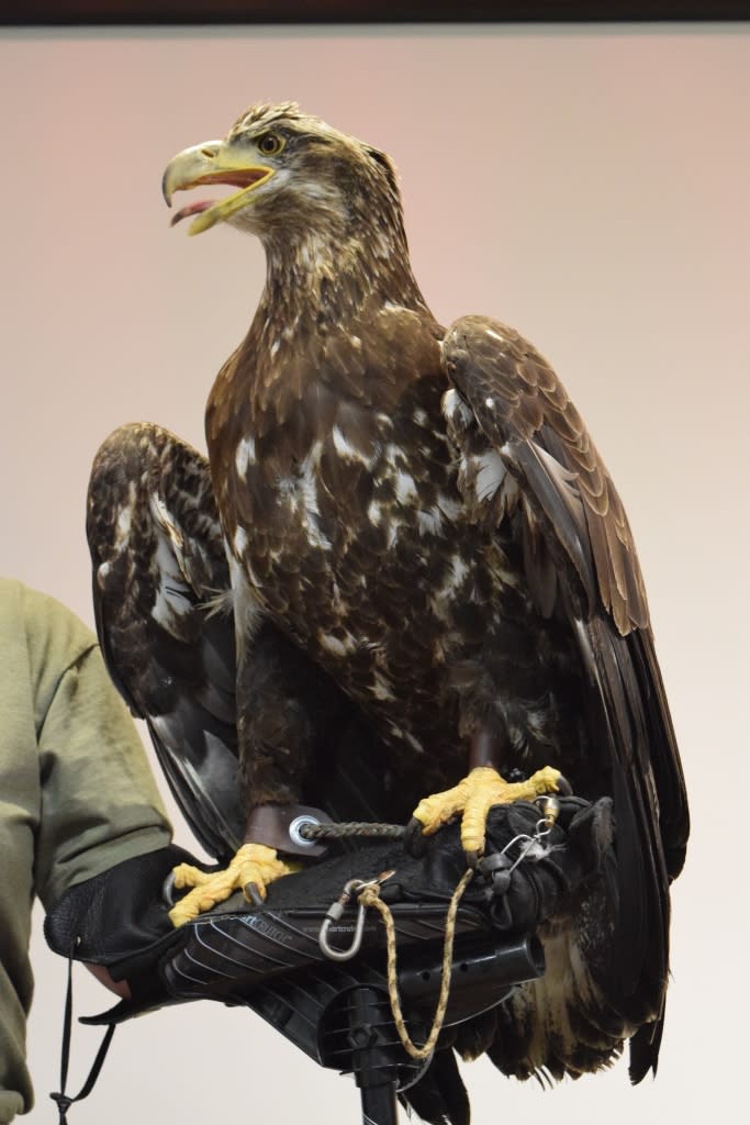 a golden eagle on a person's forearm
