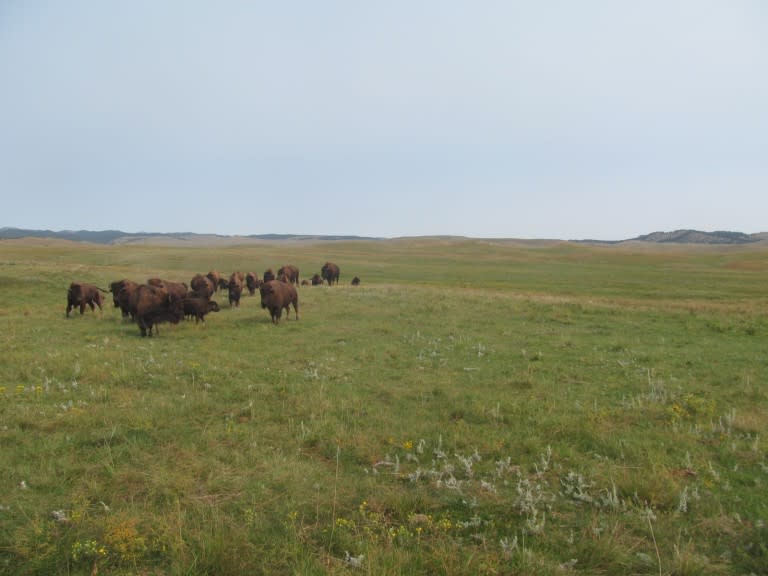 a herd of bison