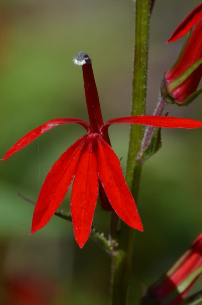 a cardinal flower