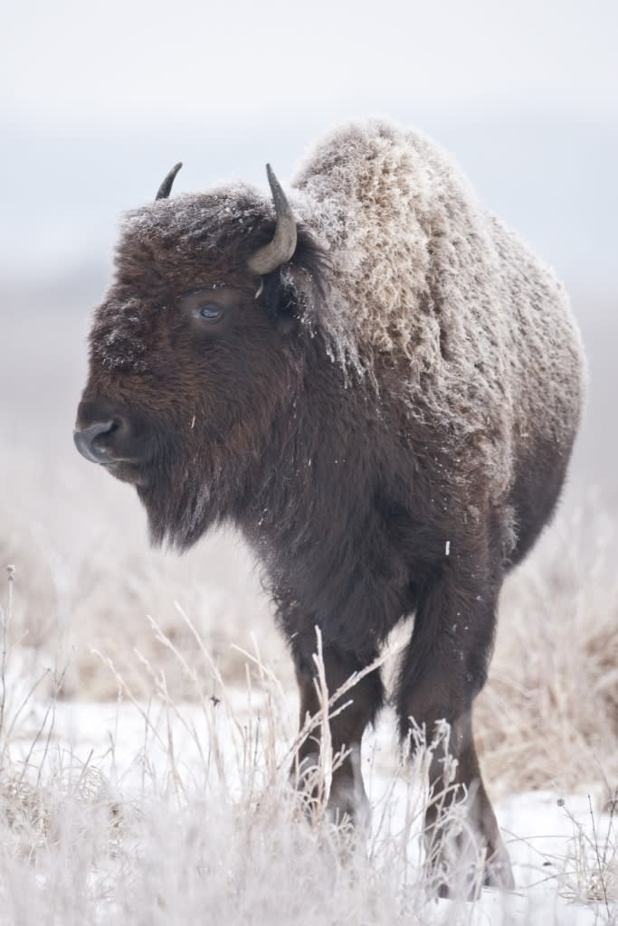 bison in snow