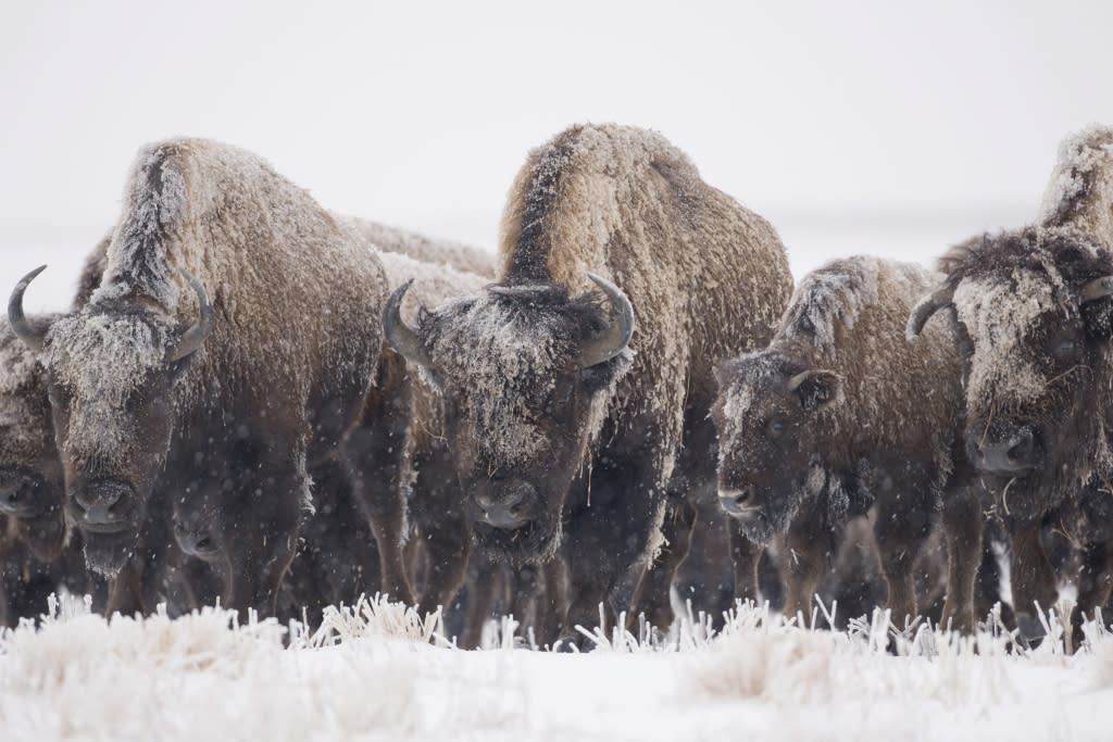 bison in winter snow