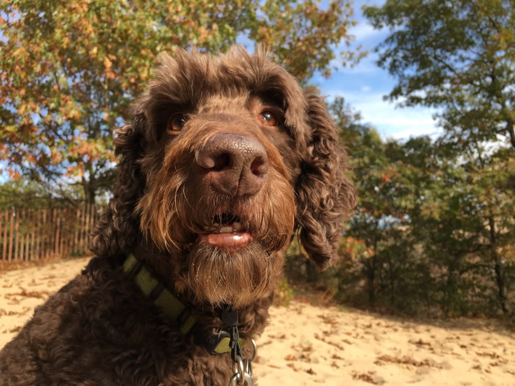 Dog Hiking at West Beach