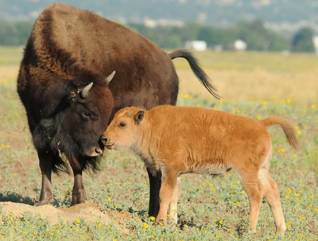 Baby bison and mother