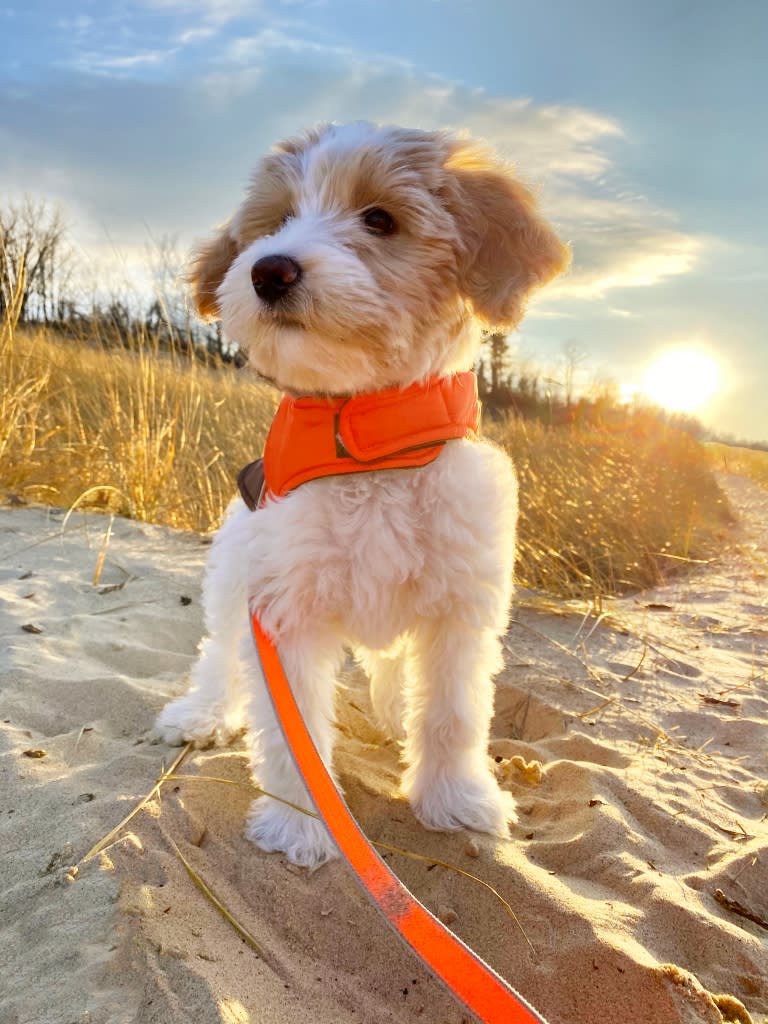 Dog doing the 3 Dune Challenge