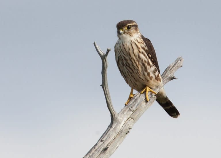 a merlin perched on a branch