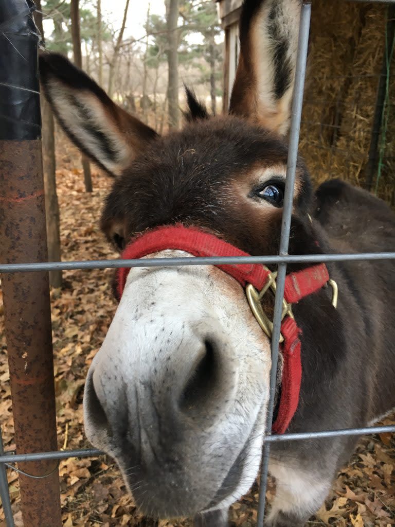 Cute Donkey Looking for Attention