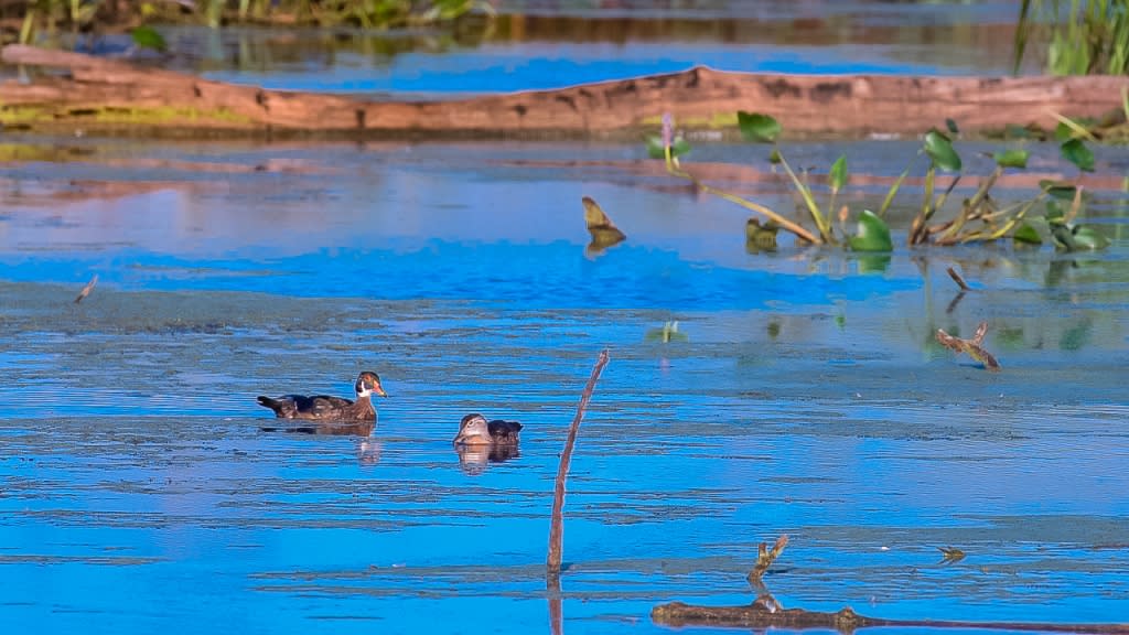 ducks on water