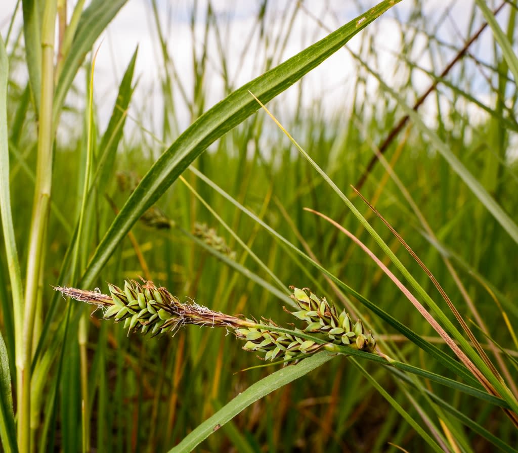 Dark-scaled Sedge