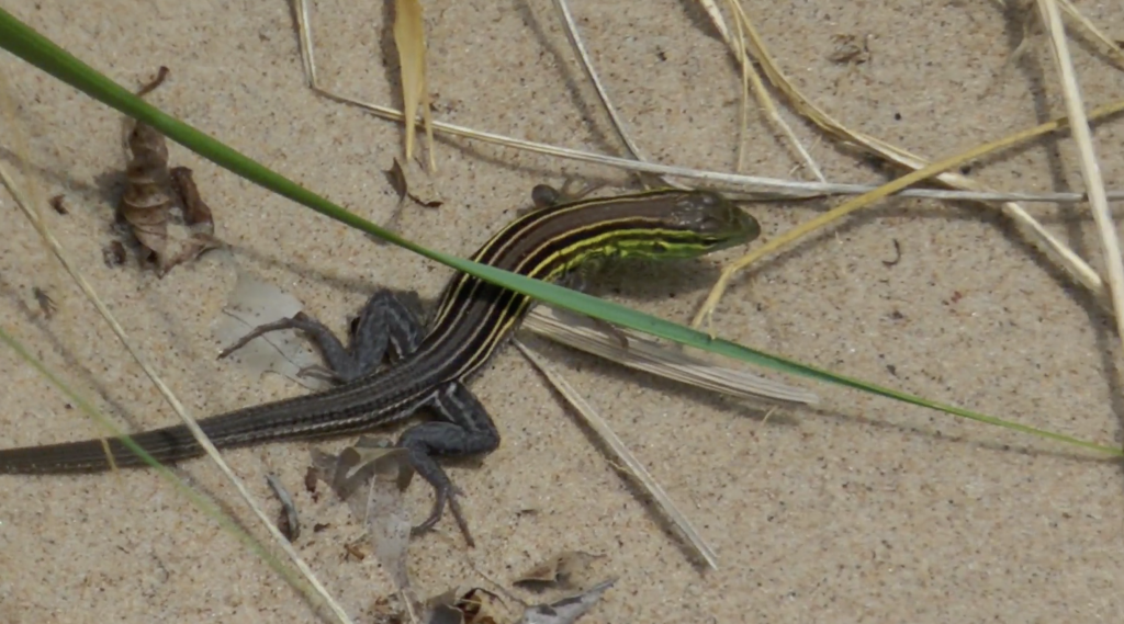 a salamander