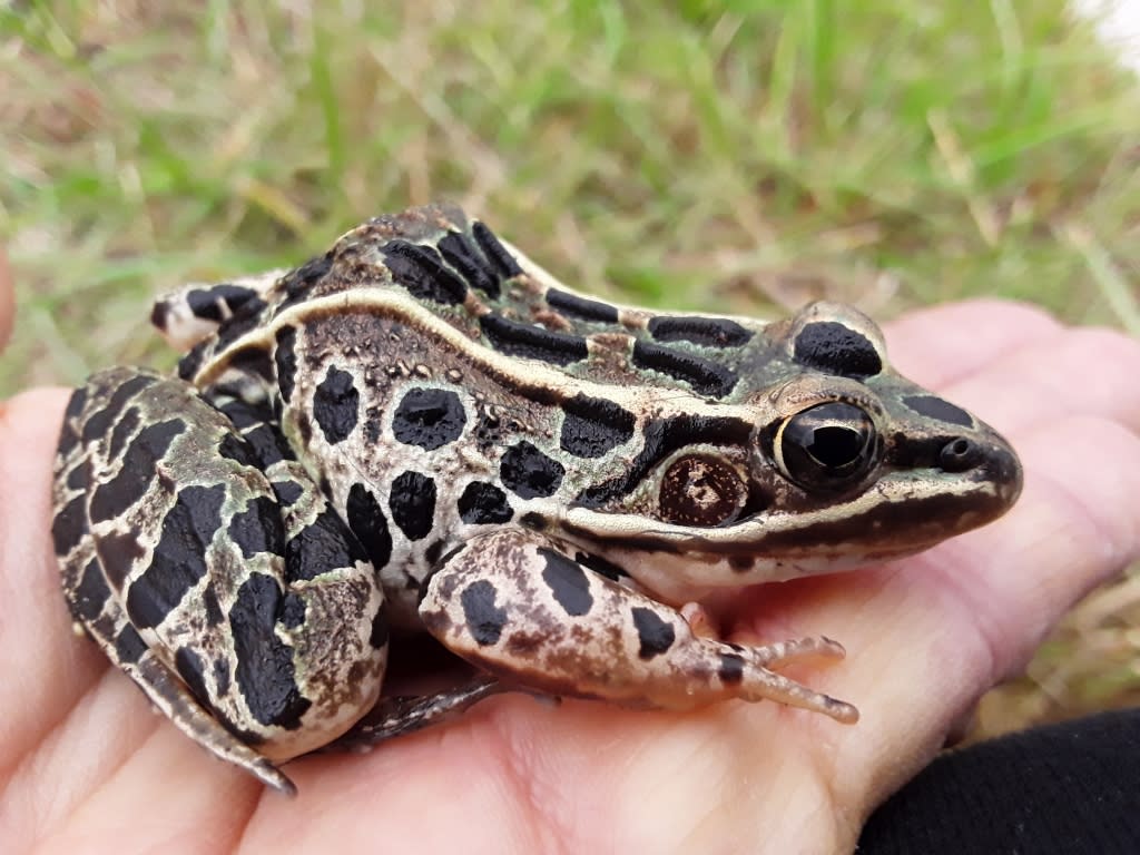 Leopard Frog in palm