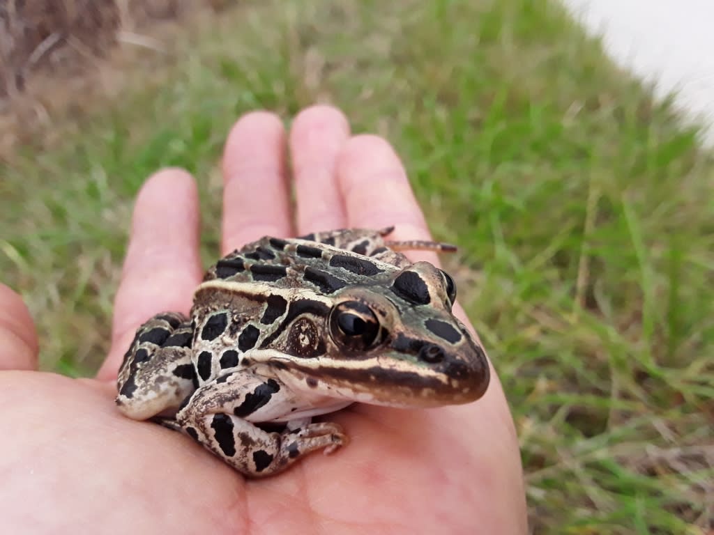 Leopard Frog