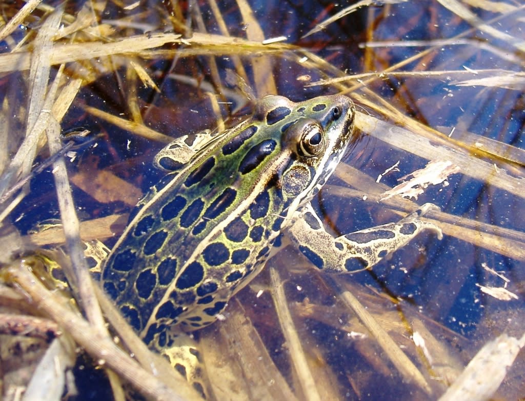 Leopard Frog in the water