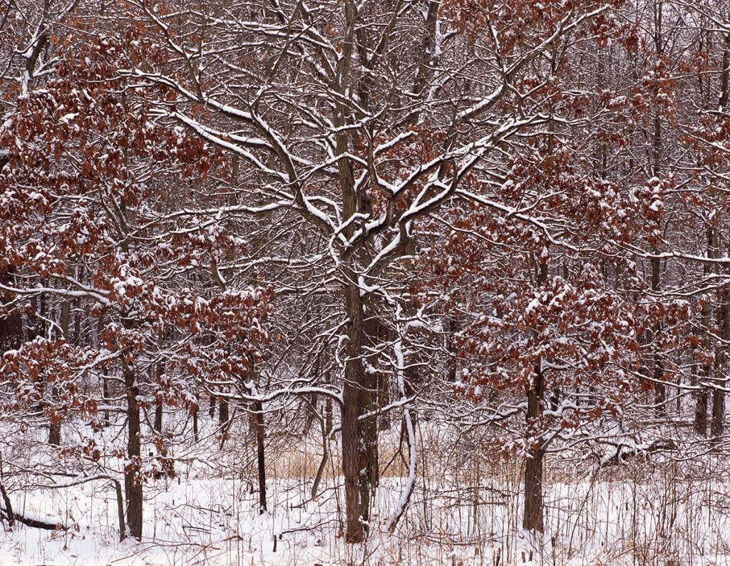 Snow-covered savanna trees