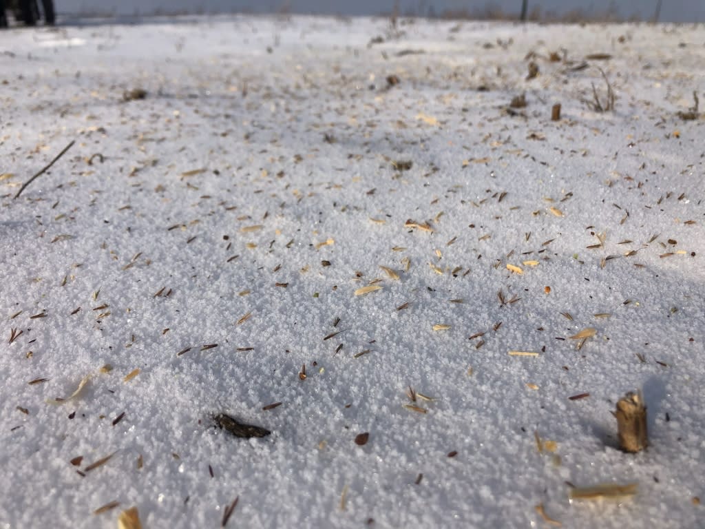 Prairie seeds on the snow