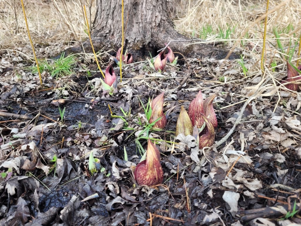 Skunk Cabbage blooming | Photo credit: A. Nyberg