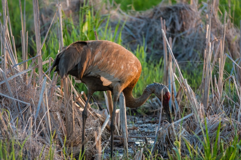 A sandhill crane bends down in the marsh