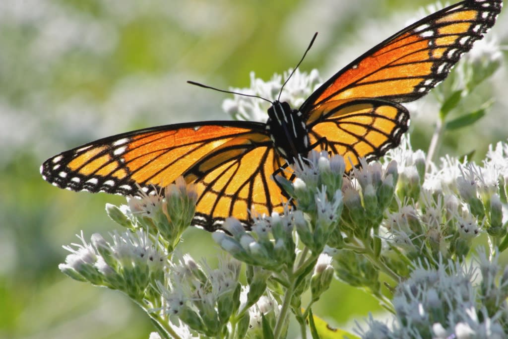 Monarch in the dunes